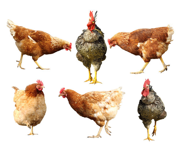 白色的农场鸟类图片下载