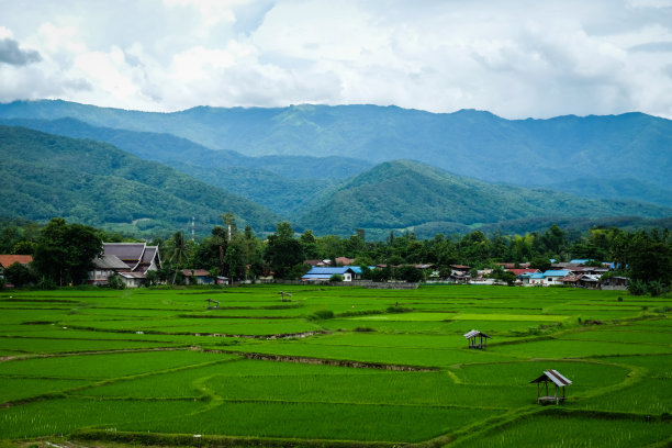 稻田图片下载