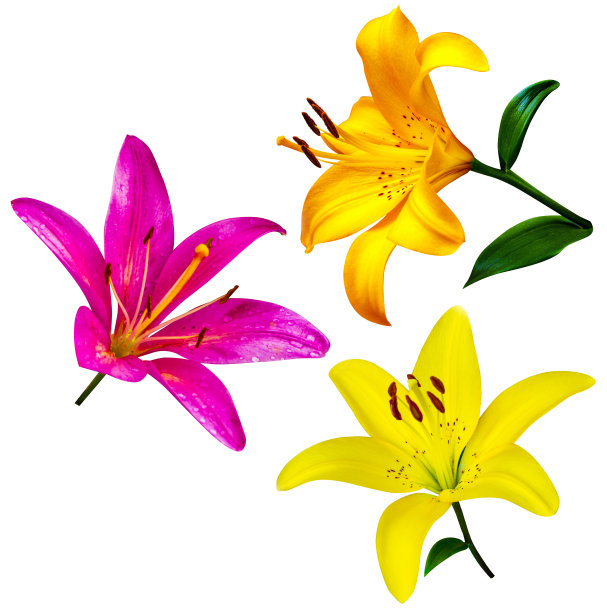 莉莉花孤立。莉莉花。孤立在白色背景上的百合花图片下载