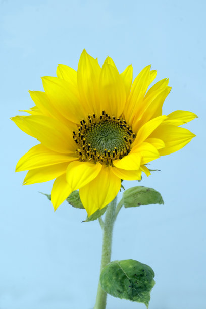 向日葵;向日葵,annuus图片下载