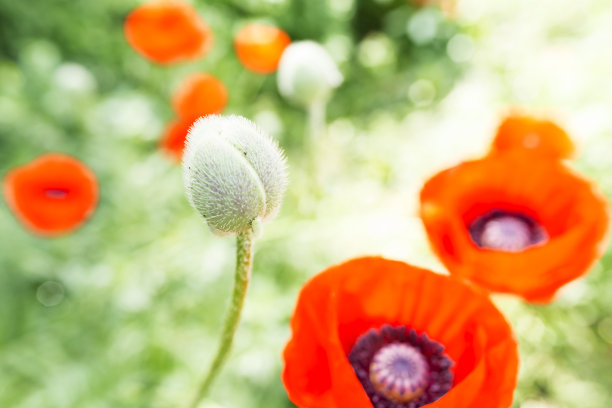 在花朵中绽放图片下载