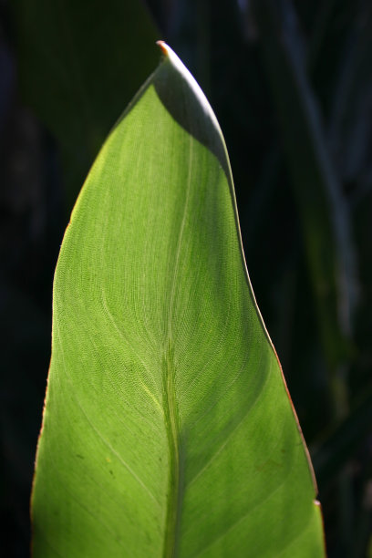 天堂鸟叶图片下载
