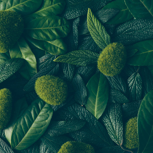 树叶图片素材ID：164232436