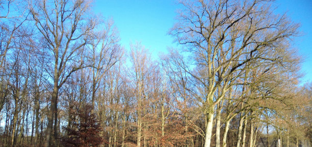 秋天美丽的树木和天空图片下载