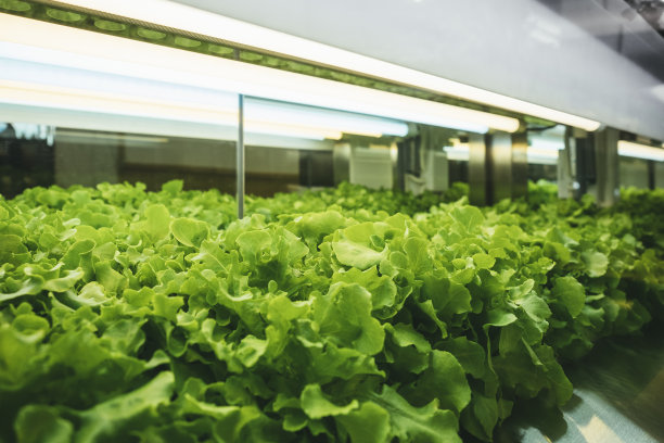 Led灯室内种植技术的温室蔬菜种植行生长图片下载