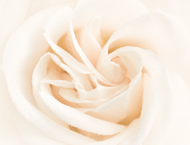 白玫瑰特写图片下载