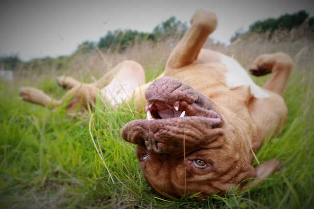 有趣的狗图片下载