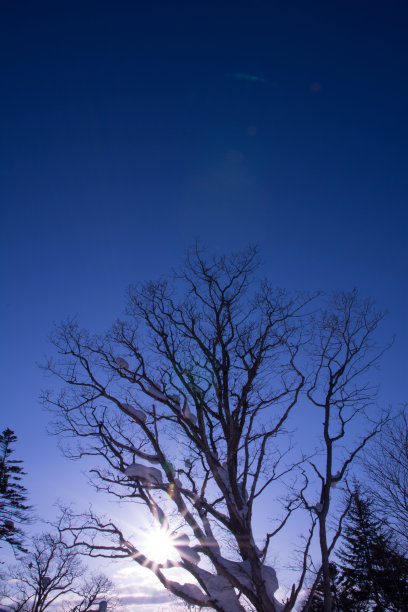 树在北海道图片下载