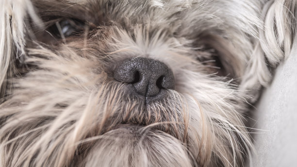 毛白色的狗近距离脸肖像图片下载