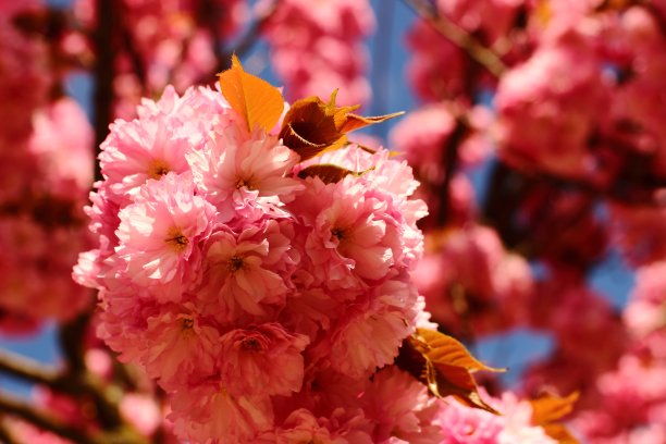 美丽浪漫的花图片下载