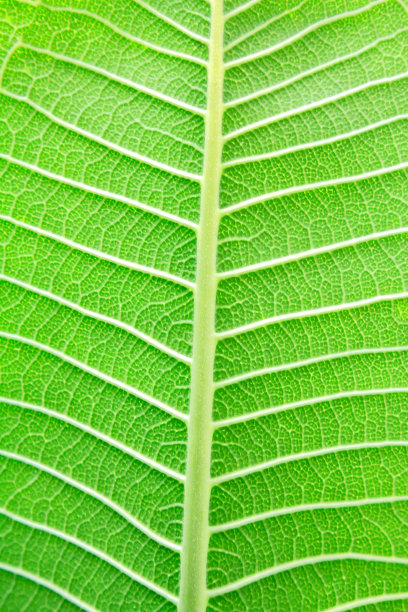 绿色的树叶图片下载