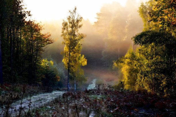 森林的路径图片下载