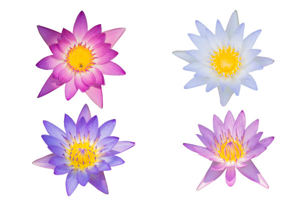 荷花孤立在白色背景上图片下载