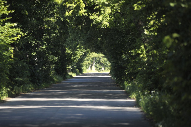 绿色的森林小路图片下载
