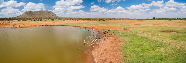 鸟儿在水池中饮水图片下载