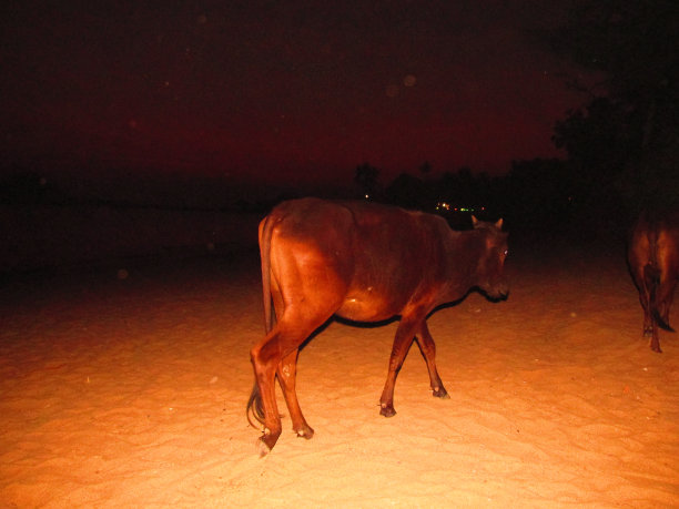 神奇的印度图片下载