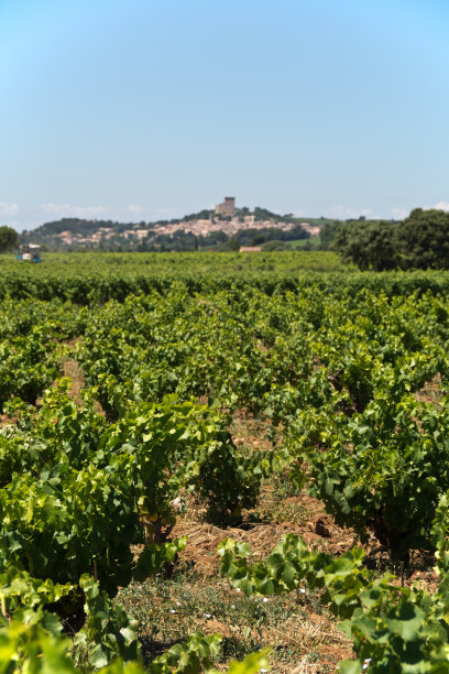 普罗旺斯的葡萄园图片下载