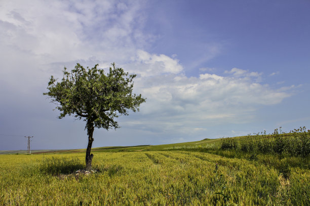 好一个树图片下载
