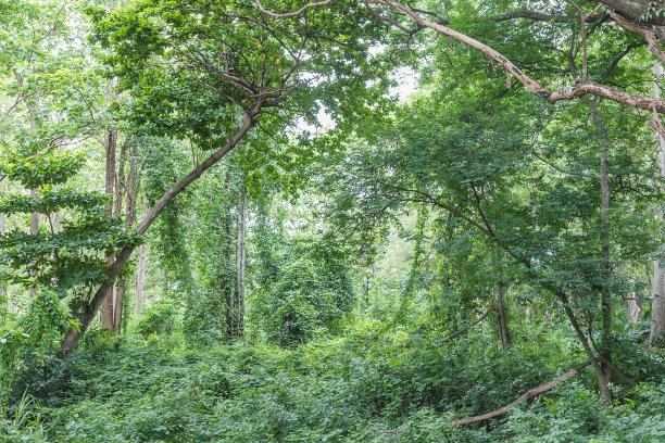 泰国的热带雨林图片下载