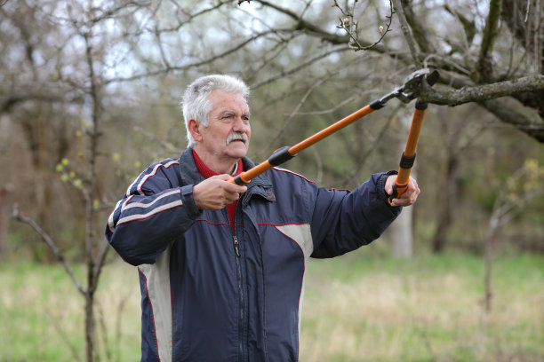 农业，果园修剪，高级男子工作图片下载