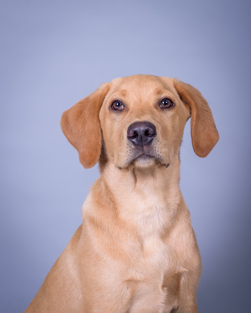 狗的背景。在摄影棚里拍的。图片下载