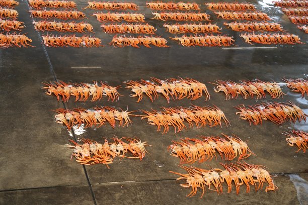 市场上的雪蟹图片下载