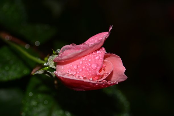 漂亮的粉色玫瑰图片下载