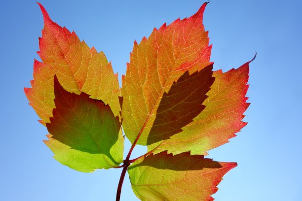 彩色的叶子图片下载