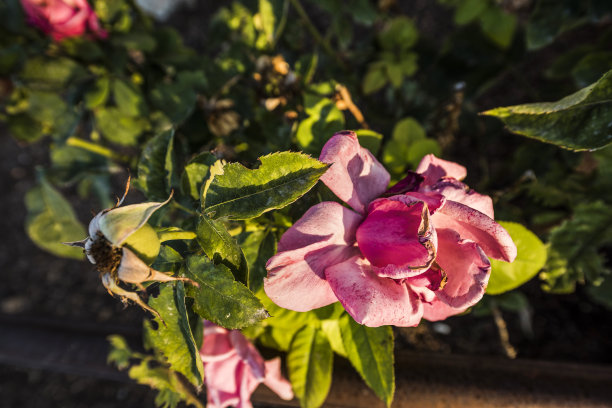 枯萎的浅白色粉红玫瑰微距特写图片下载