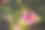 枯萎的浅白色粉红玫瑰微距特写图片下载
