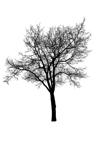 白色树上的剪影。图片下载