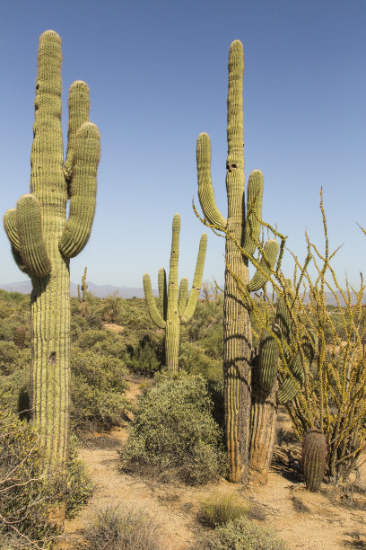 仙人掌图片下载