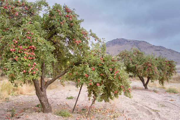 花园里的苹果树图片下载