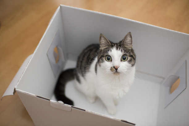 白色盒子里的猫图片下载