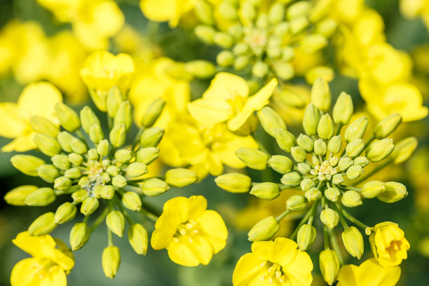 油菜花在春天图片下载