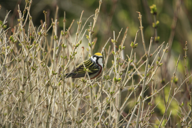 栗站莺图片下载