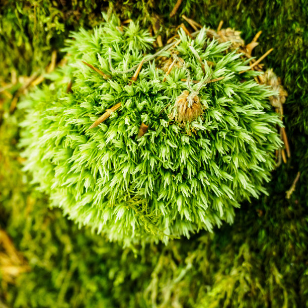 心的苔藓图片下载