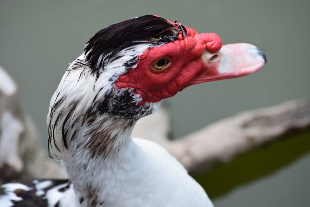 有红色喙的头鸟图片下载