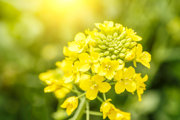 油菜花在春天图片下载