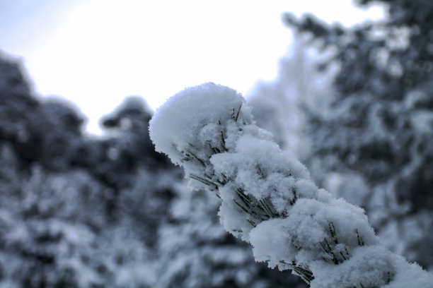 雪中的松树枝图片下载