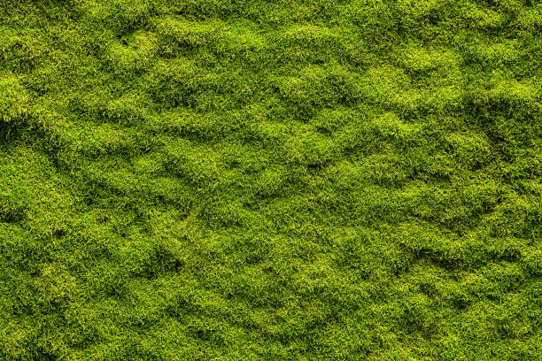 苔藓照片素材专题