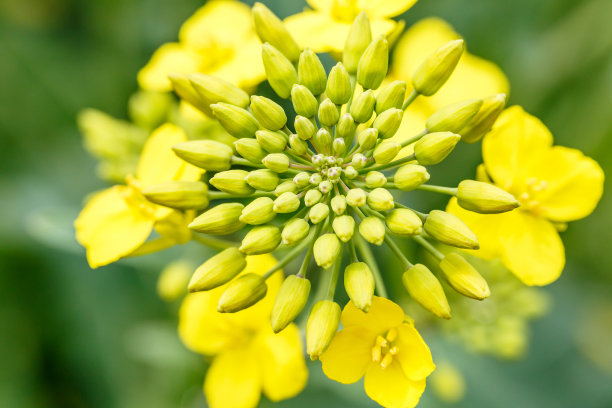 油菜花在春天图片下载
