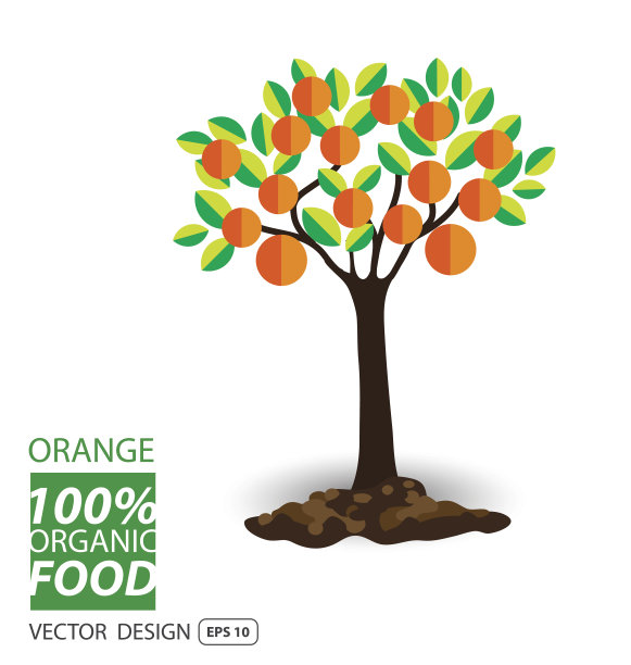 橙色，水果矢量插图。图片下载