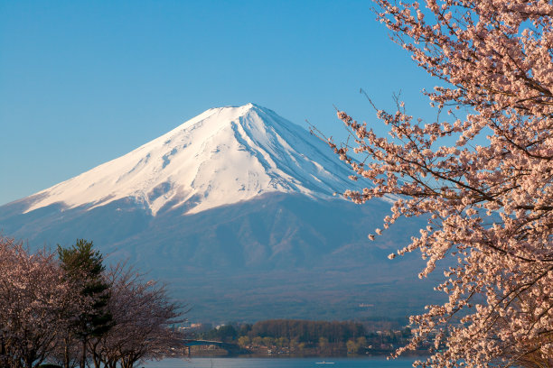 美丽的富士山和川口湖上的樱花图片下载
