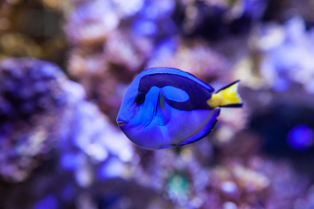 鱼和珊瑚图片下载