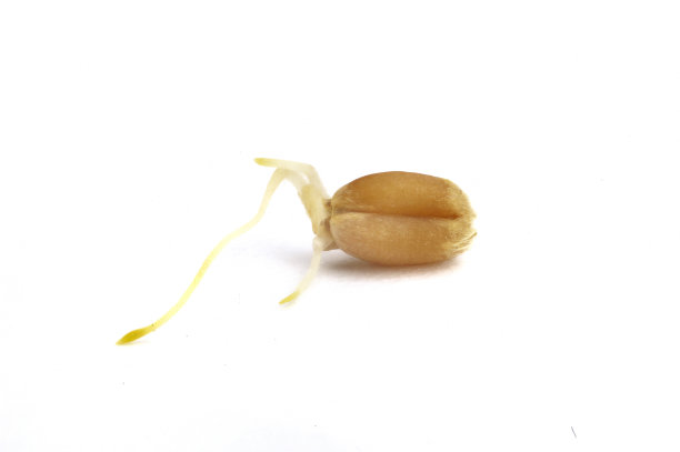 小麦发芽图片下载