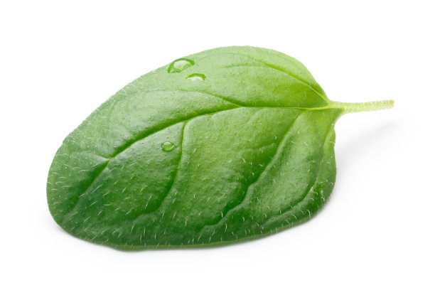 牛至草的叶子，小路图片下载