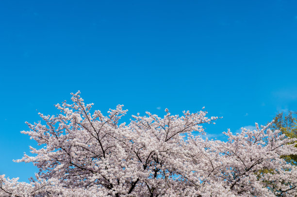 美丽的樱花在春天的时候在蓝色的天空。图片下载