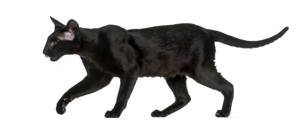 东方短毛猫(8个月大)走路图片下载