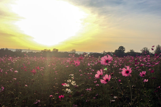 大春田概念。角落里盛开着粉红色和白色的宇宙花的春天草地，在日落时分用Copyspace输入文本图片下载